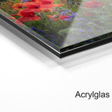 Mohnwiese bei Sonnenaufgang 2