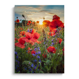 Mohnwiese bei Sonnenaufgang 2