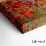 Mohnwiese bei Sonnenuntergang