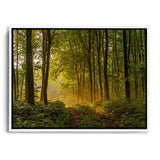 Laubwald im Sommer Wandbild mit weißem Bilderrahmen