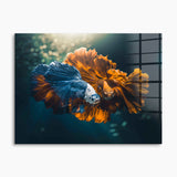 Colorful Fish Love