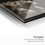 Lion and Butterfly – Acrylglas Qualitätsdetail mit 6 mm Premium-Aufbau, massiver Metallplatte und intensiver Farbtiefe