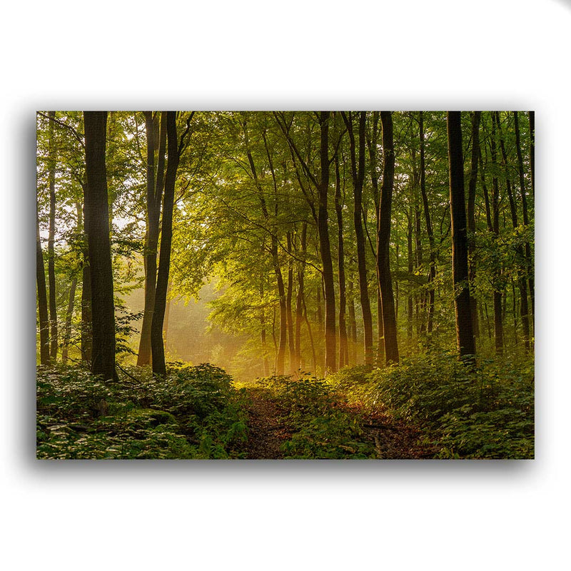 Waldweg im Laubwald in den Morgenstunden